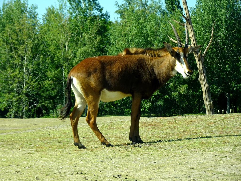 Sable Antelope at the Safaripark Beekse Bergen, viewed from the car during the Autosafari