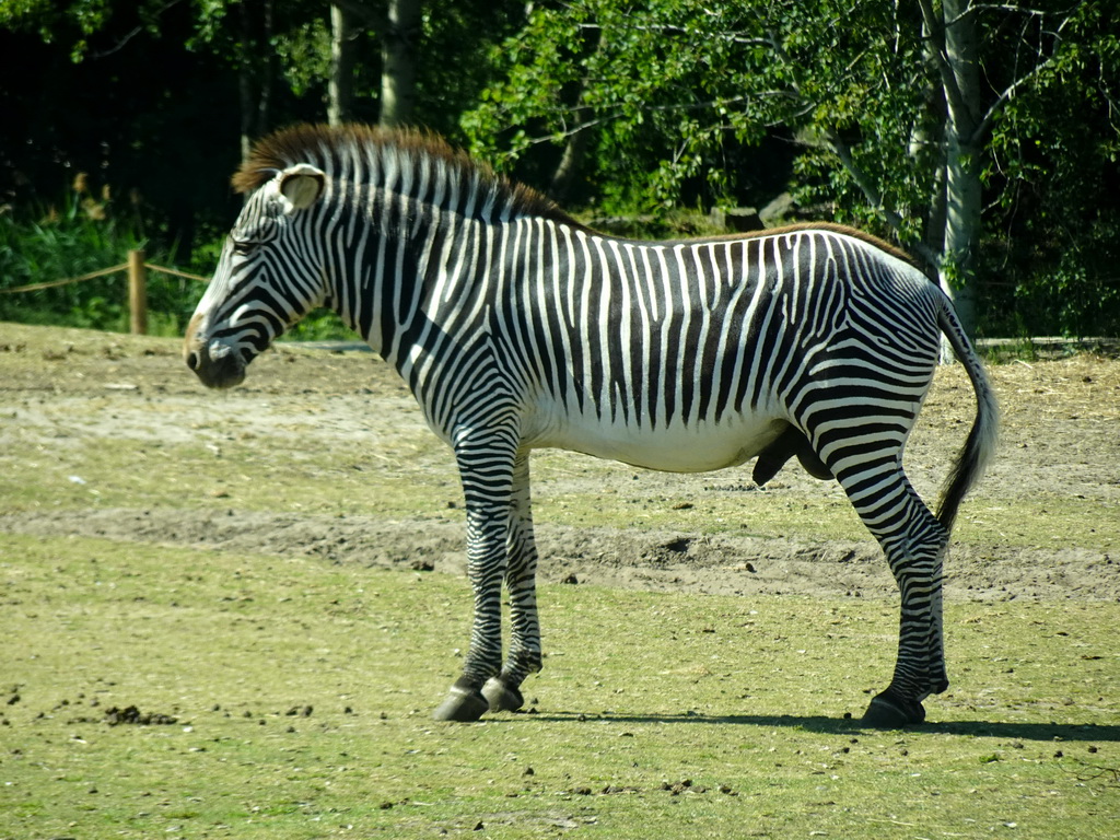 Grévy`s Zebra at the Safaripark Beekse Bergen, viewed from the car during the Autosafari