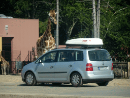 Car and Rothschild`s Giraffes at the Safaripark Beekse Bergen, viewed from the car during the Autosafari