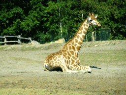 Rothschild`s Giraffe at the Safaripark Beekse Bergen, viewed from the car during the Autosafari