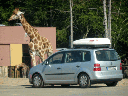 Car and Rothschild`s Giraffes at the Safaripark Beekse Bergen, viewed from the car during the Autosafari