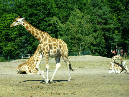 Rothschild`s Giraffes at the Safaripark Beekse Bergen, viewed from the car during the Autosafari