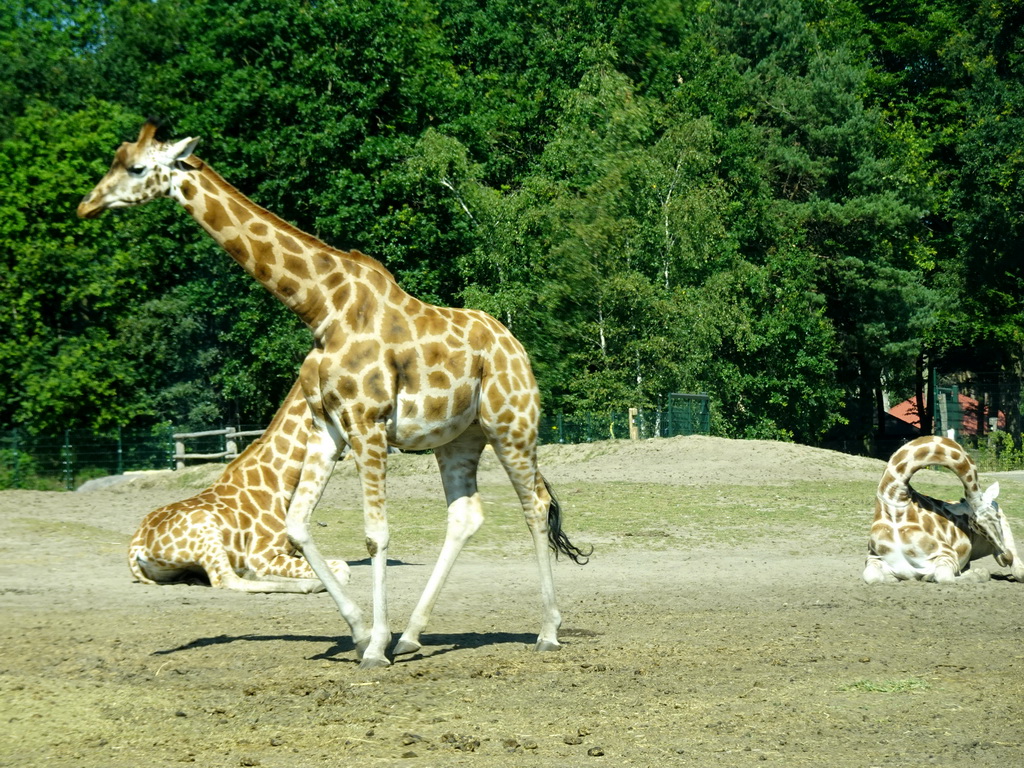 Rothschild`s Giraffes at the Safaripark Beekse Bergen, viewed from the car during the Autosafari