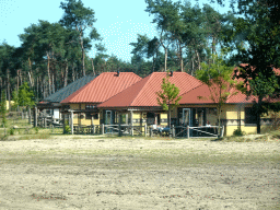 Rothschild`s Giraffes and holiday homes of the Safari Resort at the Safaripark Beekse Bergen, viewed from the car during the Autosafari