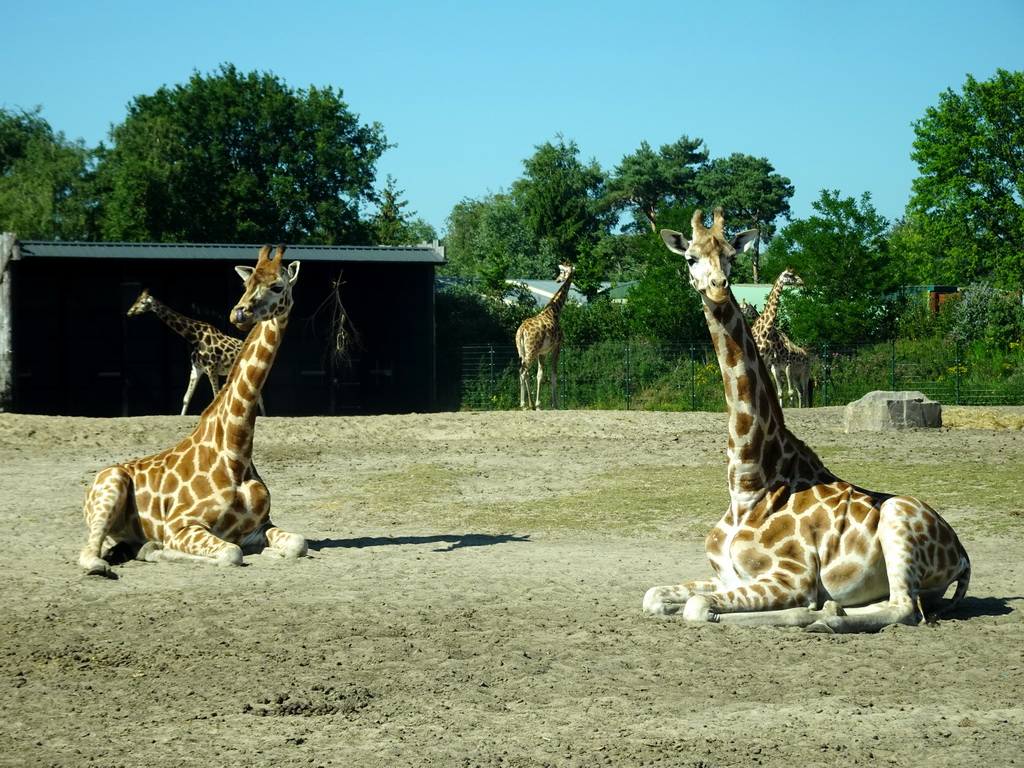 Rothschild`s Giraffes at the Safaripark Beekse Bergen, viewed from the car during the Autosafari