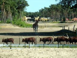 Rothschild`s Giraffes, African Buffalos and holiday homes of the Safari Resort at the Safaripark Beekse Bergen, viewed from the car during the Autosafari