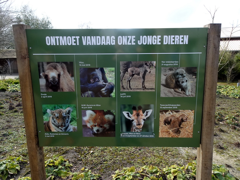 Information on the young animals at the Safariplein square at the Safaripark Beekse Bergen
