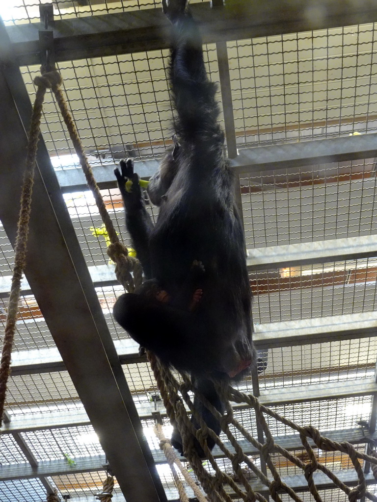 Chimpanzee at the Safaripark Beekse Bergen