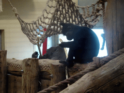 Chimpanzees at the Safaripark Beekse Bergen