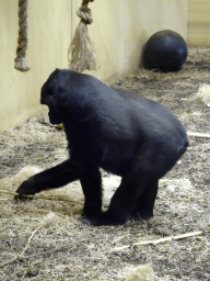 Chimpanzee at the Safaripark Beekse Bergen