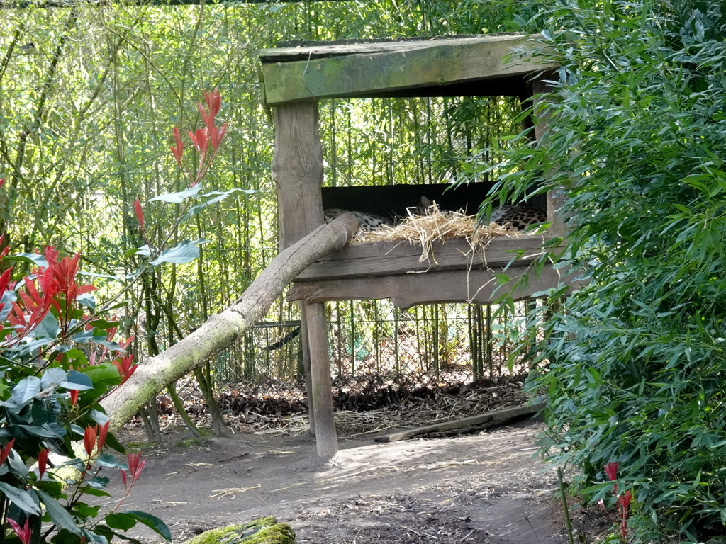 Leopards at the Safaripark Beekse Bergen