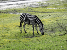 Grévy`s Zebra at the Safaripark Beekse Bergen