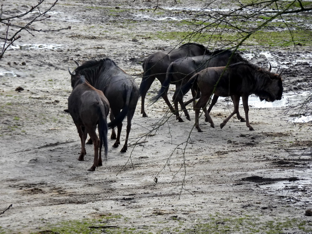 Blue Wildebeests at the Safaripark Beekse Bergen