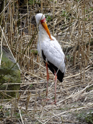 Yellow-billed Stork at the Wetland Aviary at the Safaripark Beekse Bergen