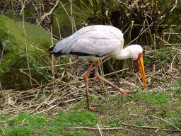 Yellow-billed Stork at the Wetland Aviary at the Safaripark Beekse Bergen