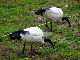 African Sacred Ibises at the Wetland Aviary at the Safaripark Beekse Bergen