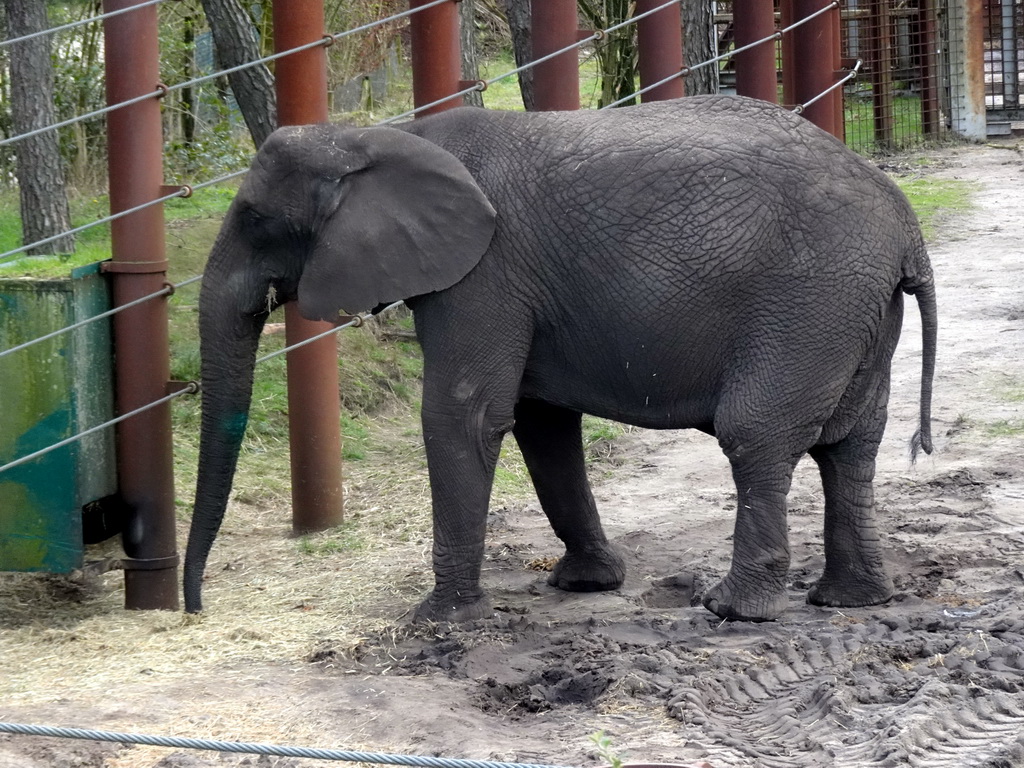 African Elephant at the Safaripark Beekse Bergen