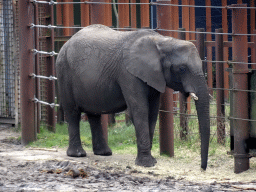 African Elephant at the Safaripark Beekse Bergen