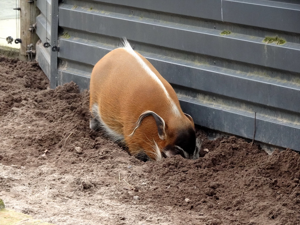 Red River Hog at the Safaripark Beekse Bergen