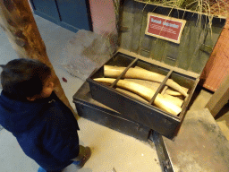 Max with fake Elephant tusks at the Elephant enclosure at the Safaripark Beekse Bergen, with explanation