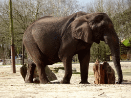 African Elephant at the Safaripark Beekse Bergen