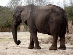 African Elephant at the Safaripark Beekse Bergen