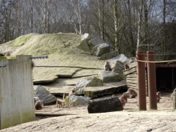 Hamadryas Baboons at the Safaripark Beekse Bergen