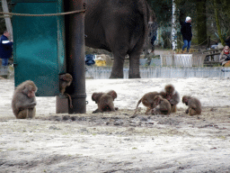 Hamadryas Baboons and African Elephant at the Safaripark Beekse Bergen