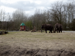 African Elephants and playground at the Safaripark Beekse Bergen