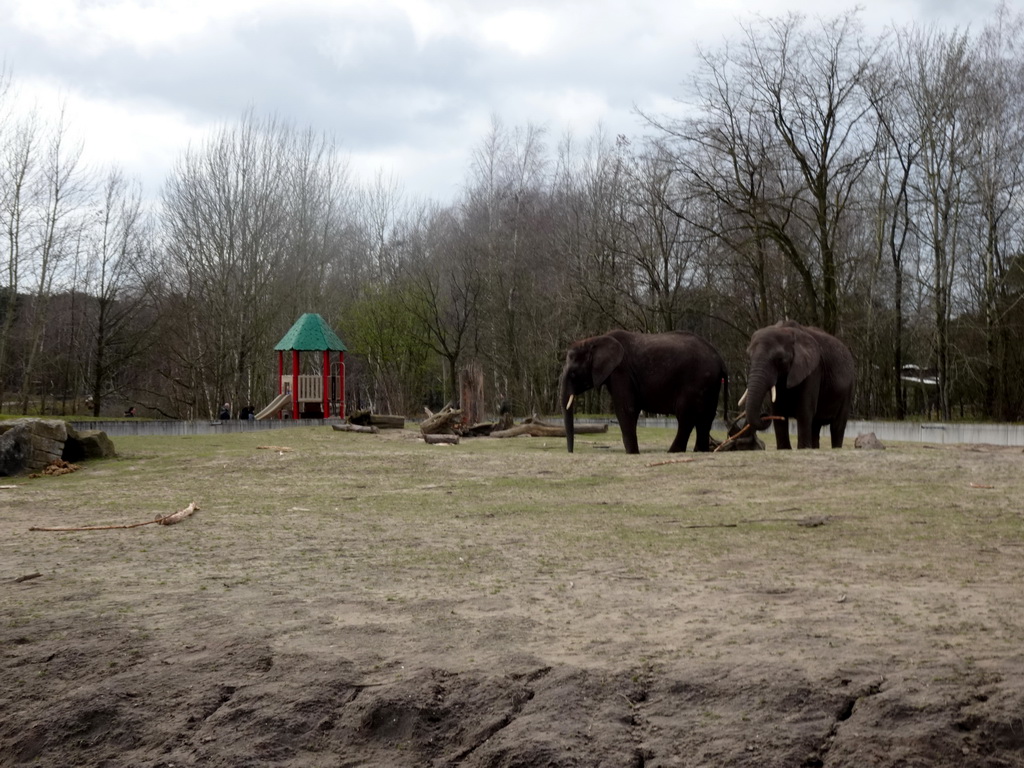 African Elephants and playground at the Safaripark Beekse Bergen