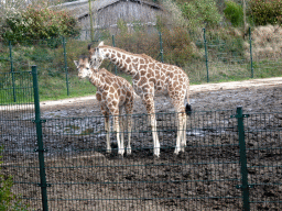 Young Rothschild`s Giraffes at the Safaripark Beekse Bergen