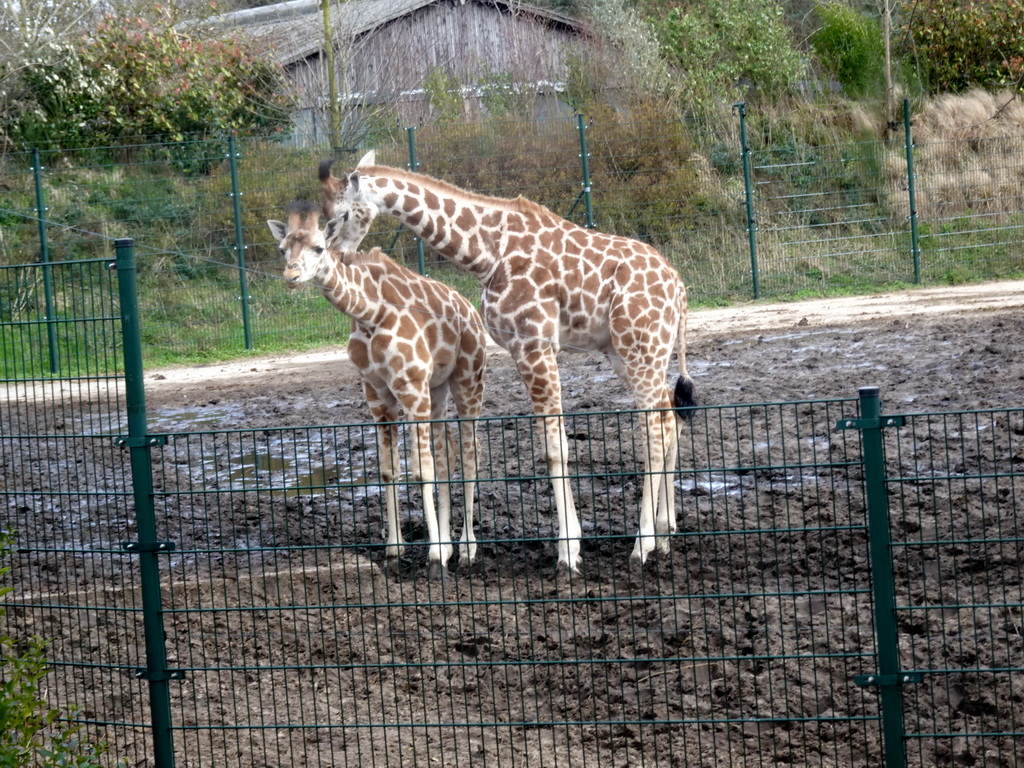 Young Rothschild`s Giraffes at the Safaripark Beekse Bergen