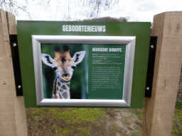 Information on the young Rothschild`s Giraffes at the Safaripark Beekse Bergen