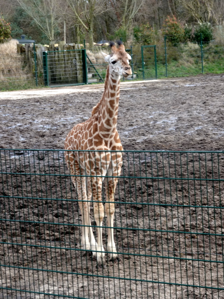 Rothschild`s Giraffe at the Safaripark Beekse Bergen