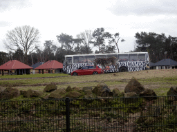 Grévy`s Zebra and a safari bus and a car doing the Autosafari at the Safaripark Beekse Bergen