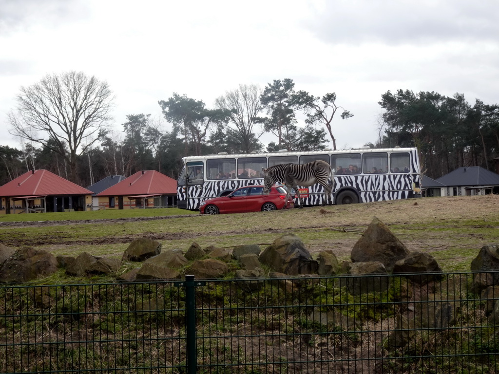 Grévy`s Zebra and a safari bus and a car doing the Autosafari at the Safaripark Beekse Bergen