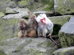 Hamadryas Baboons at the Safaripark Beekse Bergen