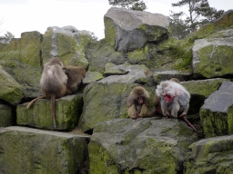 Hamadryas Baboons at the Safaripark Beekse Bergen