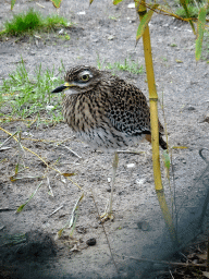 Spotted Thick-Knee at an aviary at the Afrikadorp village at the Safaripark Beekse Bergen