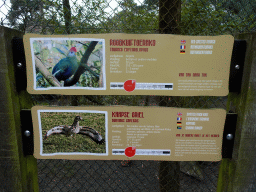 Explanation on the Red-crested Turaco and the Spotted Thick-knee at an aviary at the Afrikadorp village at the Safaripark Beekse Bergen