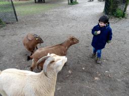 Max with Goats at the Petting Zoo at the Afrikadorp village at the Safaripark Beekse Bergen