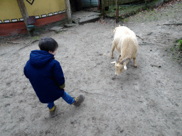 Max with a Goat at the Petting Zoo at the Afrikadorp village at the Safaripark Beekse Bergen