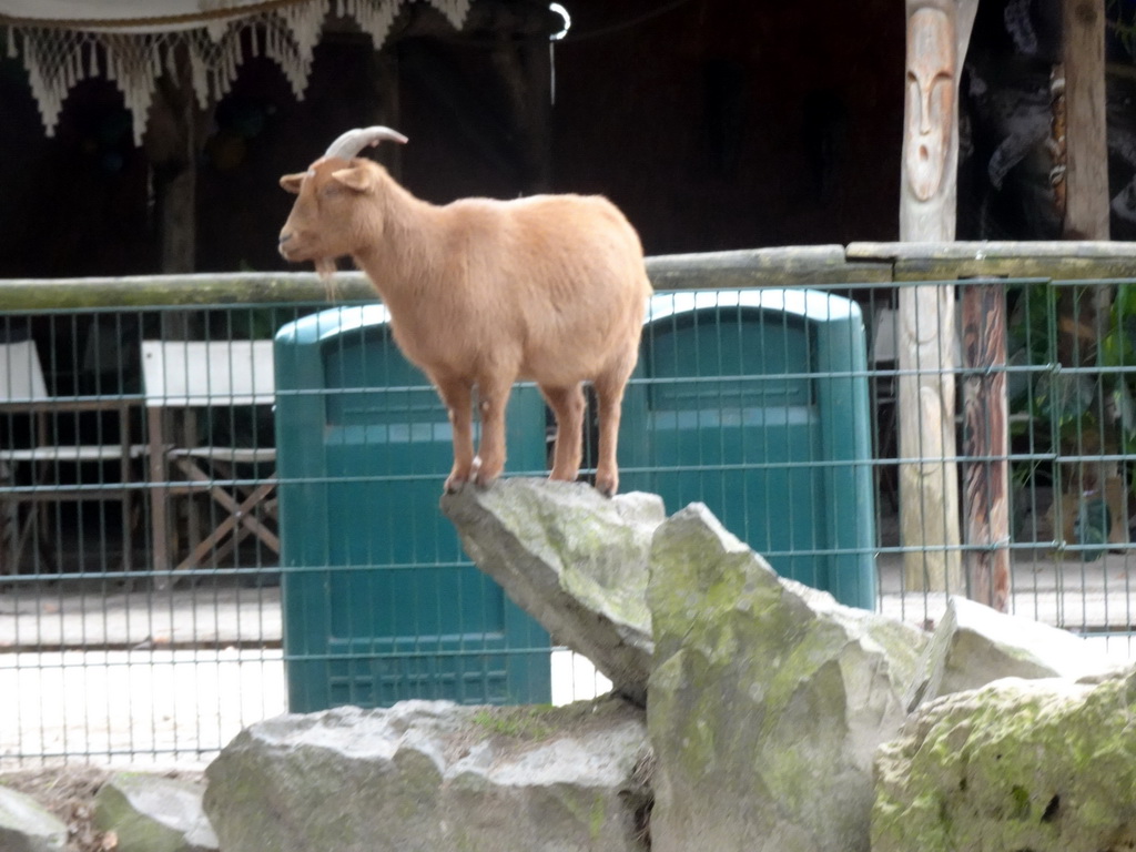 Goat at the Petting Zoo at the Afrikadorp village at the Safaripark Beekse Bergen