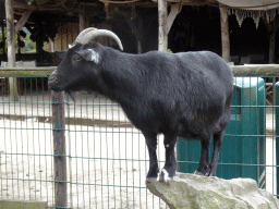 Goat at the Petting Zoo at the Afrikadorp village at the Safaripark Beekse Bergen