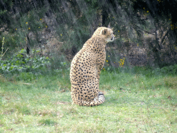 Cheetah at the Safaripark Beekse Bergen