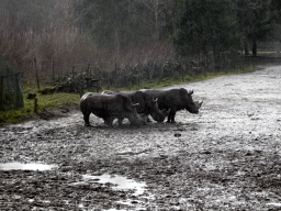 Square-lipped Rhinoceroses at the Safaripark Beekse Bergen