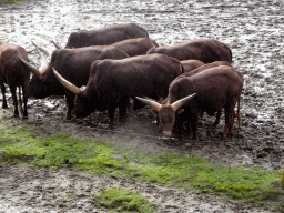 African Buffalos at the Safaripark Beekse Bergen