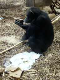 Chimpanzee at the Primate Enclosure at the Safaripark Beekse Bergen