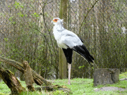 Secretarybird at the Safaripark Beekse Bergen