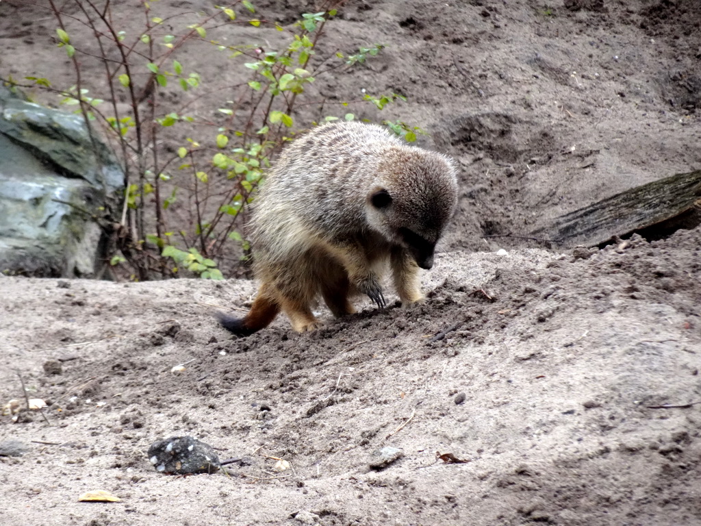 Meerkat at the Safaripark Beekse Bergen